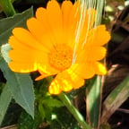 Voix Claire et Expressive