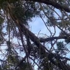 صوت نسائي دافئ