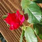 Experienced Storyteller