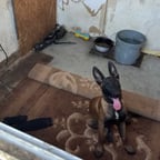 مراد علم دار