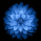 Voz Masculina Boliviana