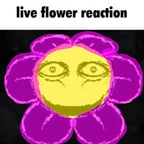 Carnation