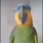 papagaio milk shake de morango 