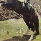 ام مزخ الدوسري