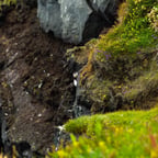 Melodic Female Singer