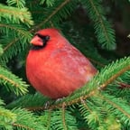 Young English people