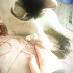 mc Staff & Nakama voice