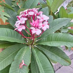 Narrador de Aventura