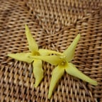 Voz Conversacional Clara