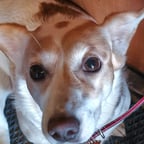 Выразительный Мужской Голос