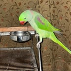 Suara Wanita Prihatin