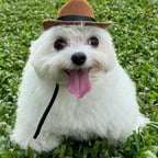 Voz Melancólica tomas