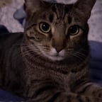 Playful Animated Companion