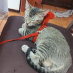 María Amalia Maldonado