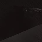 The Narrator (Slay The Princess)