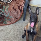 مراد علم دار