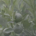 自然/美食宣传片01