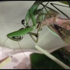 深みのある女性声