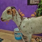 Bakra