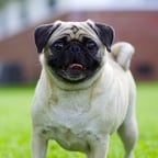 Deep Dramatic Narrator