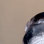 Friendly Pet Enthusiast