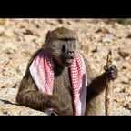 صوت عربي ودود