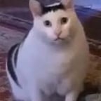 多くの馬鹿タレボイス