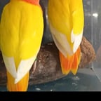 حسين الجسمي 2