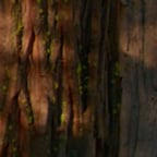 Clear Professional Male