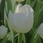 Могущественный Владыка