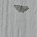 Narradora Clara Española