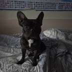 Хриплый Баюн