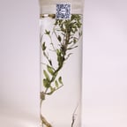 低沉性感广告配音