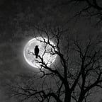 Voz Jovem Expressiva