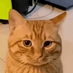 开头声音（老头）