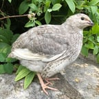 Clear Informative Speaker