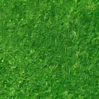 حفيظ الدراجي