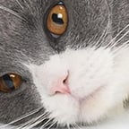 Voz mulher para anuncios