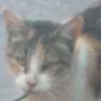 Niño Juguetón Español