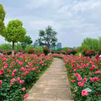 0509瓜子脸长发女医