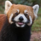 Authoritative Male Speaker