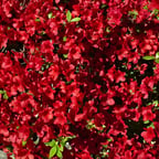 Clear Professional Female