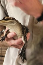 Dynamic Character Voice