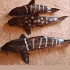 Voz Masculina Amigável