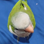 Voz Energética y Divertida