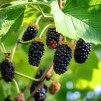 2.6   月萧    阿甘情感