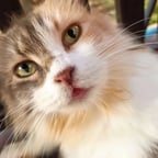 Dark Commanding Voice