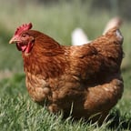 Mortal Kombat Announcer