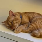 Voz Animada de Churrasco