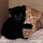 голос топовый